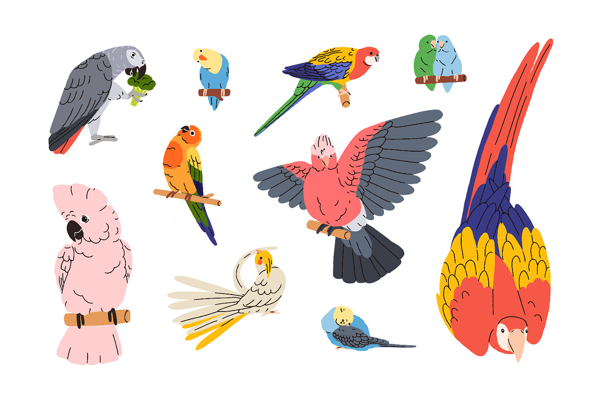 Tropical jungle parrot birds set, an Animal Illustration by Good Studio (Photo 2 of 5)