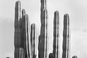 Cactus Black and White Photography