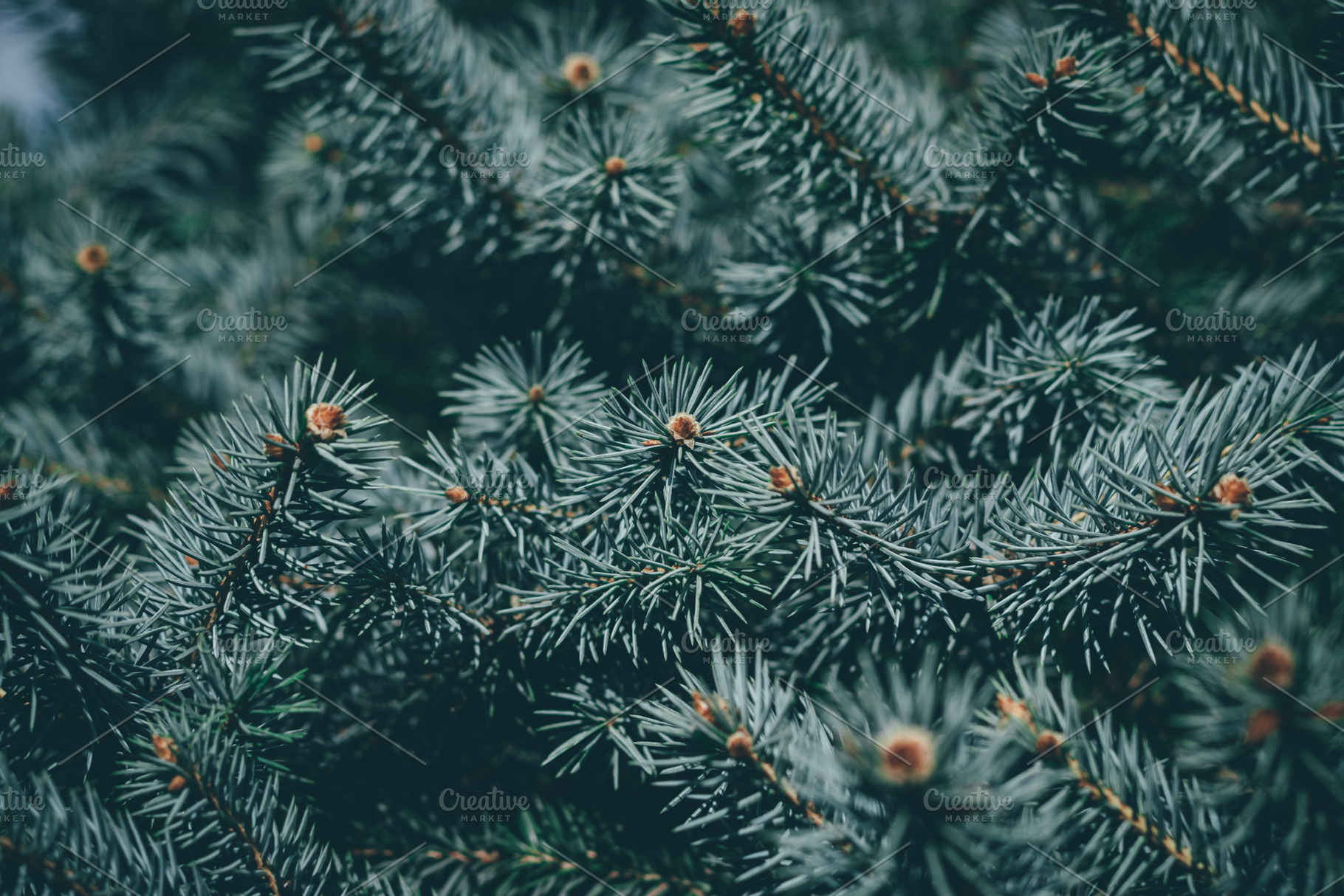 Christmas background green fir tree featuring fir, green, and tree, a Holiday Photo by Abstract Vanilla