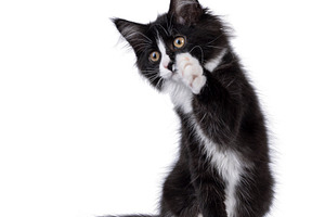 Maine Coon cat kitten on white background