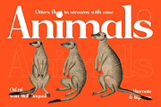 Sagfield Modern Serif Font, a Serif Font by AmorfaType (Thumbnail 3 of 10)