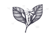 Exotic Plants Vector Collection, a Seasonal Illustration by Yevheniia (Thumbnail 2 of 6)