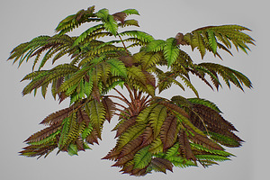 Alsophila Fern Old