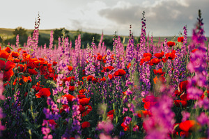 Poppy and delphinium field stock photo containing poppy and poppies