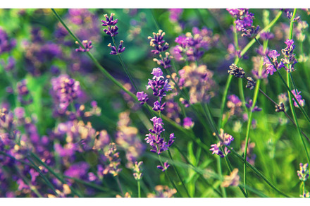 Blooming lavender in the garden, a Nature Photo by yanadjana