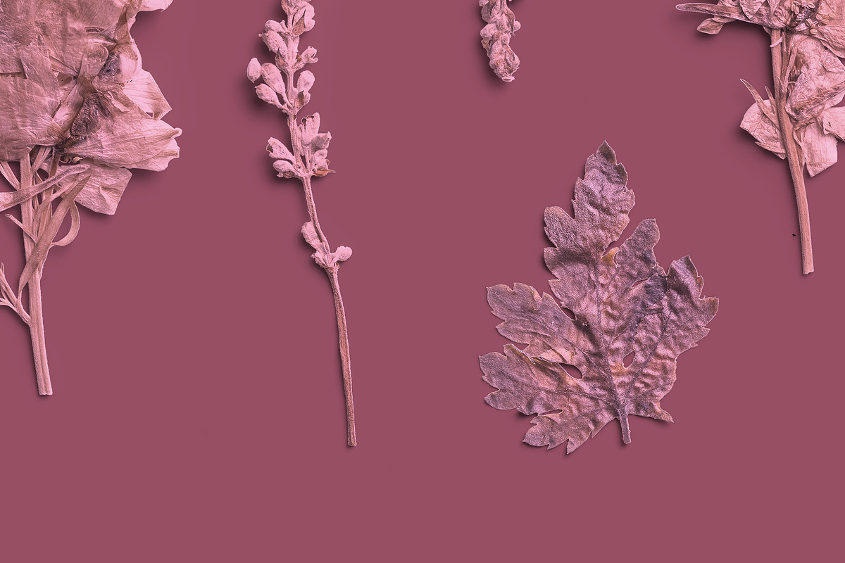 Rose Quartz Pressed Botanical PNG, an Object Graphic by Custom Scene (Photo 7 of 8)