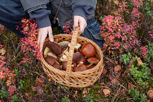 Person holding full basket of wild mushrooms in autumn forest, a Food & Drink Photo by Olena Rudo