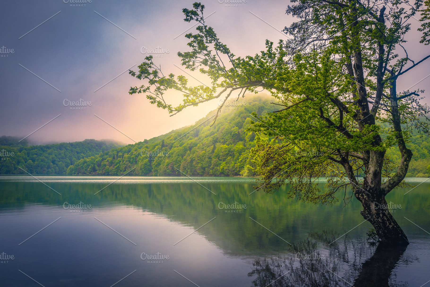 Lonely tree in the lake at sunrise, a Nature Photo by Alpine Dreams