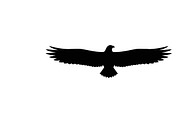 Powerful eagle flying wall art desig, an Illustration by Amazin_art (Thumbnail 31 of 31)