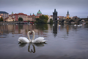 Swans in Prague