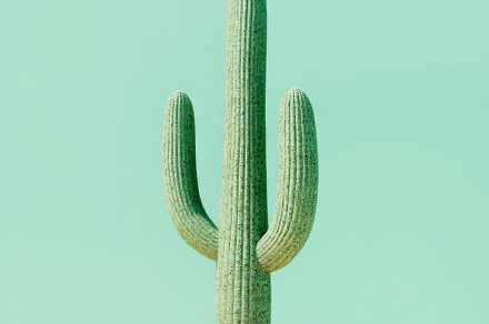 Cactus on pastel color minimalist background, a Photo by Dvoevnore photos