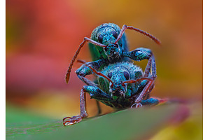 Silver green leaf weevil, phyllobius, an Animal Photo by Lukas Jonaitis SHOP