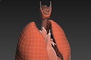 Human internal organs, a Characters & Person 3D Model by konstantin.ermolaev (Thumbnail 39 of 46)