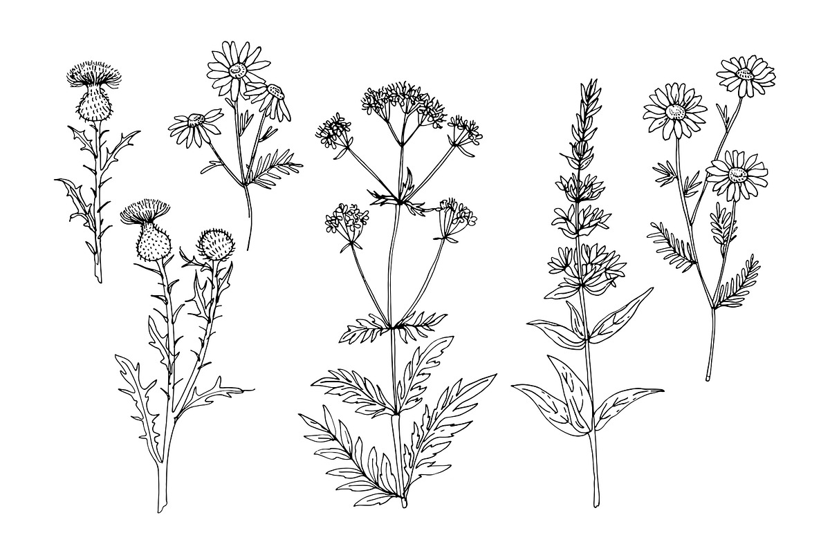 Wildflowers and herbs line sketch, a Decorative Illustration by irina.vaneeva (Photo 3 of 10)