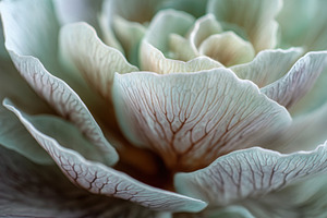 Close-up of a delicate flower, a Photo by Beautiful things