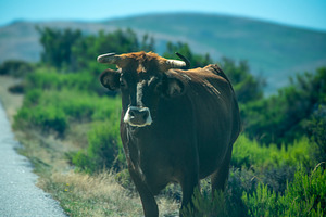 Solitary black cow standing on rural road, an Animal Photo by DanFLCreativo