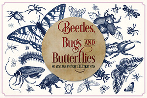 Vintage Insects And Butterflies