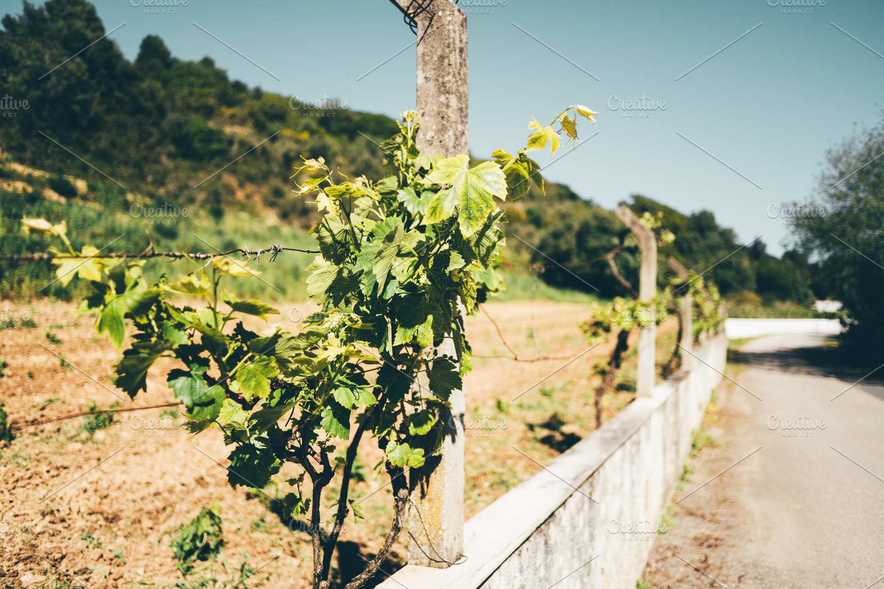 Grapevine with copy space area, a Nature Photo by SkyNext