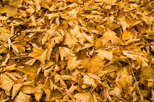 Autumn Leaf Background, a Nature Photo by THP Creative
