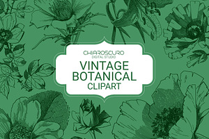 Vintage Botanical Vector Set