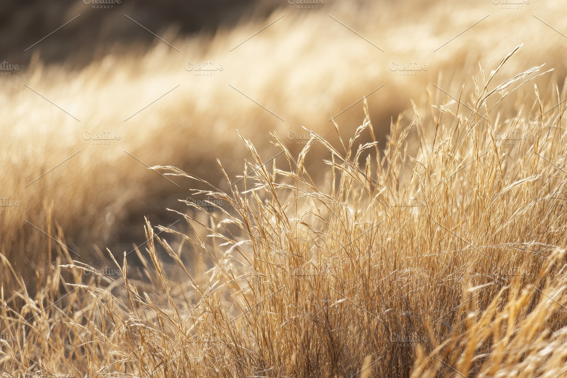 Golden dry grass sways gently in the, a Photo by Pavel_design