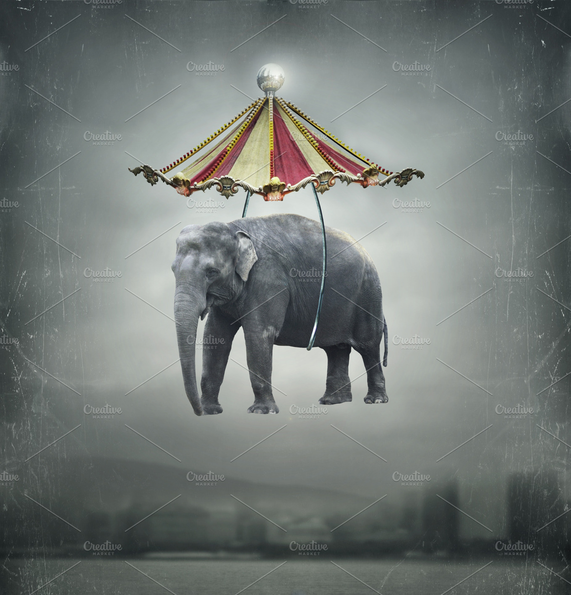 Circus elephant