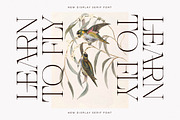 Nocashe New Display Serif Font, a Serif Font by Storytype Studio (Thumbnail 2 of 15)