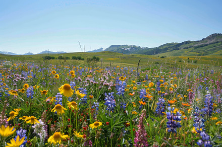 A field brimming with colorful wildf, a Photo by Iftikhar Alam