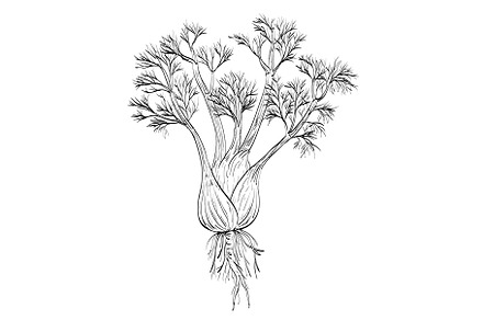 Fennel or Foeniculum Vulgare Drawing