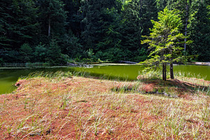 Green water reflects trees in a quiet spot near a forest