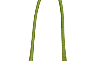 Two green unripe cherries on long connected stalks on an isolate, a Food & Drink Photo by ndanko