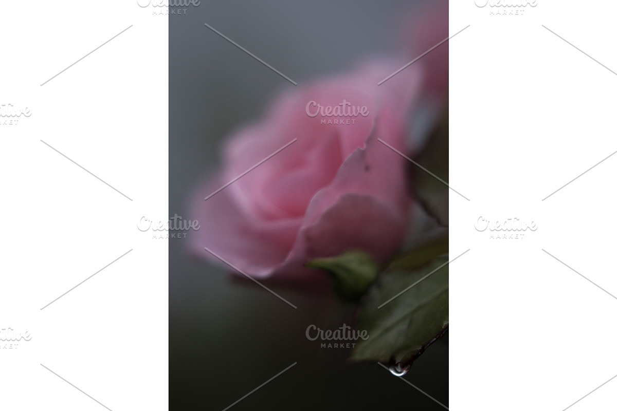 Emotional Pink Rose digital art, a Nature Photo by Mineden Digital Prints (Photo 2 of 5)