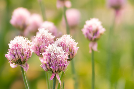 Spring flower chives on sunny day stock photo containing background and nature, a Nature Photo by Nataliia Pyzhova