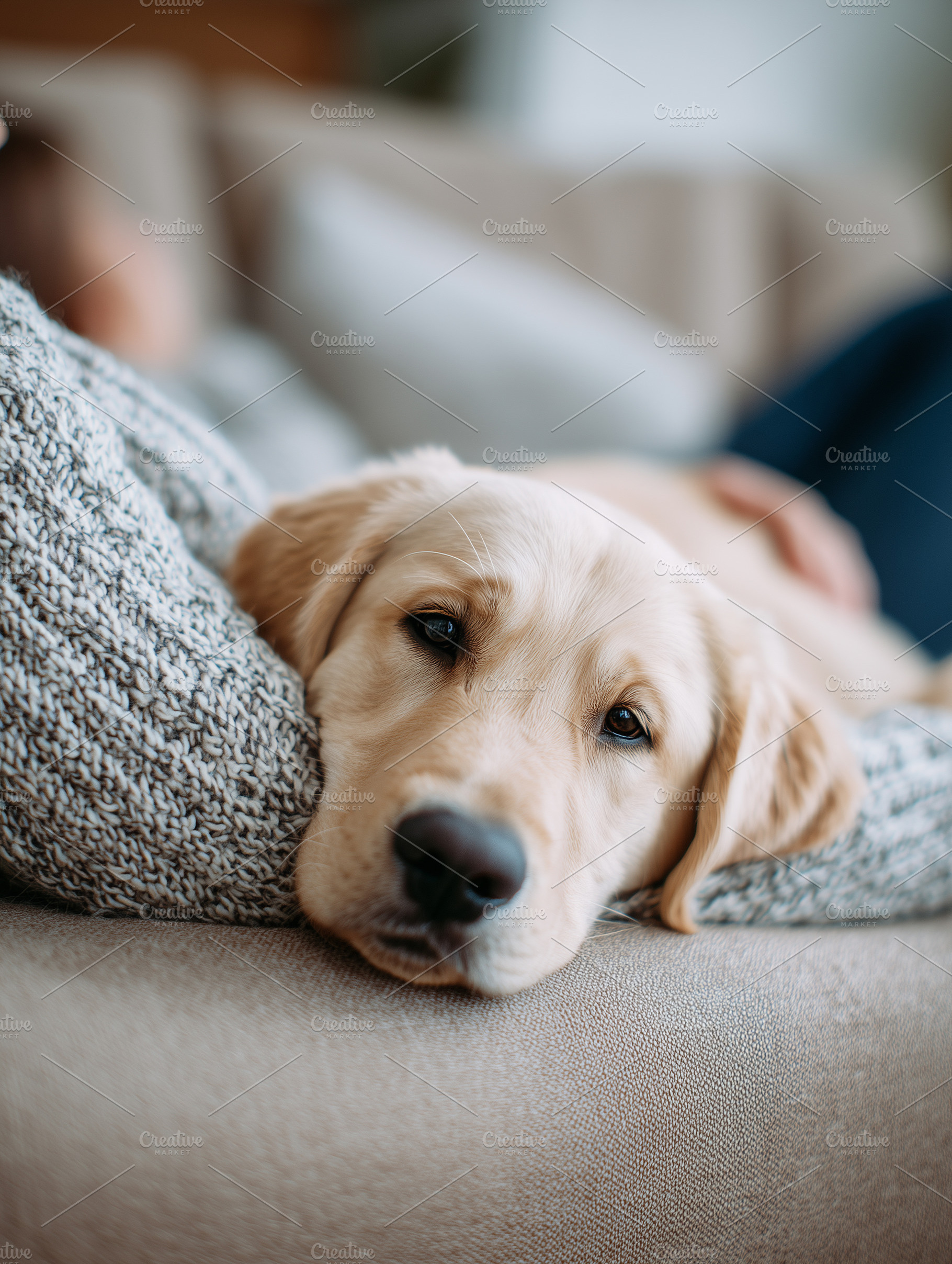 Close up on a relaxed puppy, an Animal Photo by MistyDay