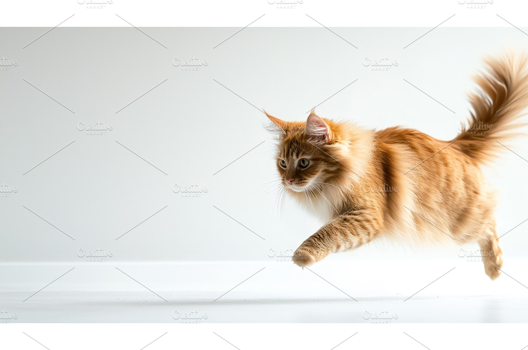 Playful red tabby maine coon cute, an Animal Photo by Nature and travel