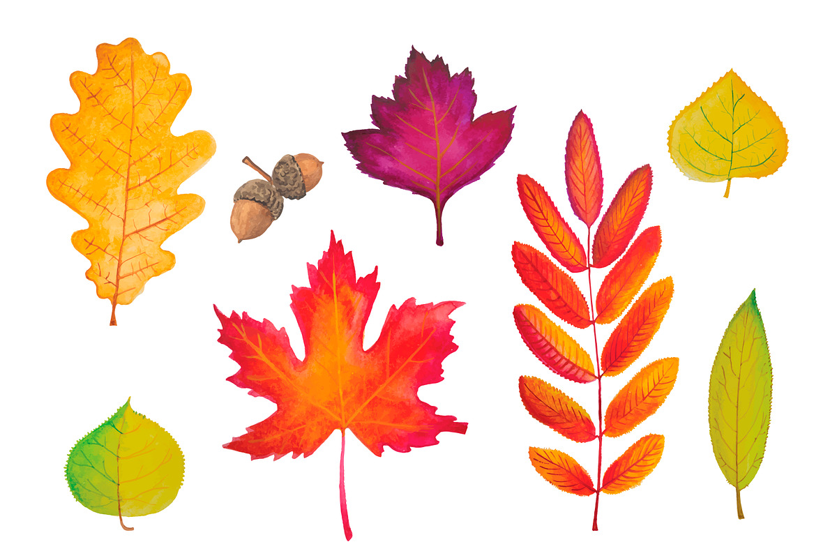Autumn leaves. Watercolor., an Illustration by Olga Bonitas (Photo 3 of 5)