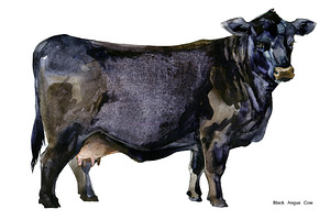 Cow Breeds. Cattle Watercolor Set