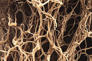 72 Microscopic Fungi Backgrounds, a Background Graphic by h.utomo (Thumbnail 20 of 72)
