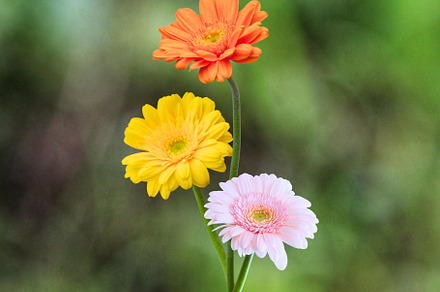 colorful flowers, a Nature Photo by RAHMAT