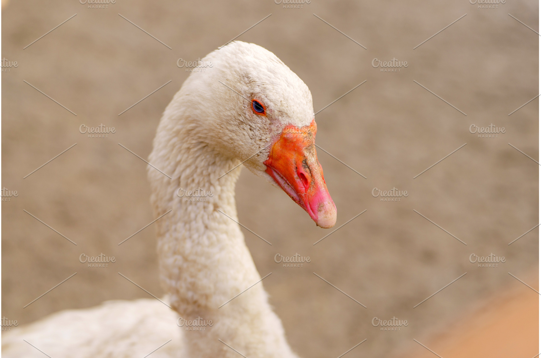 Close-up of a white goose with, an Animal Photo by darksoul72