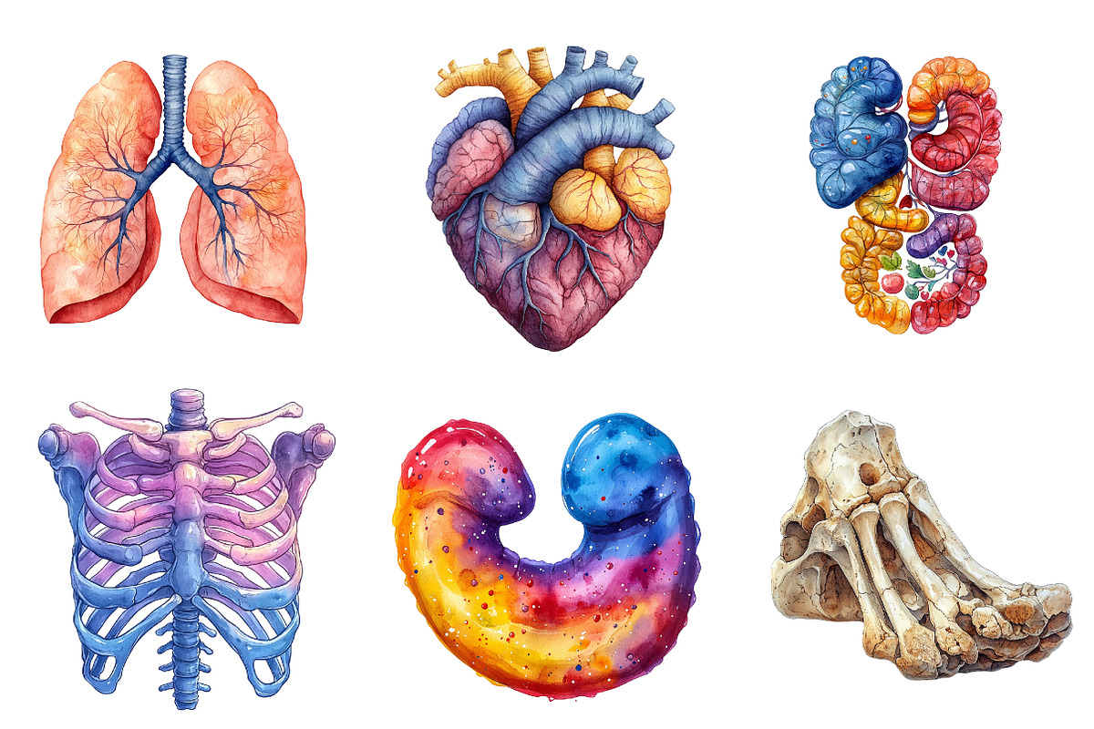 Human Anatomy, Medical Clipart,, an Illustration by CreationArt (Photo 3 of 5)