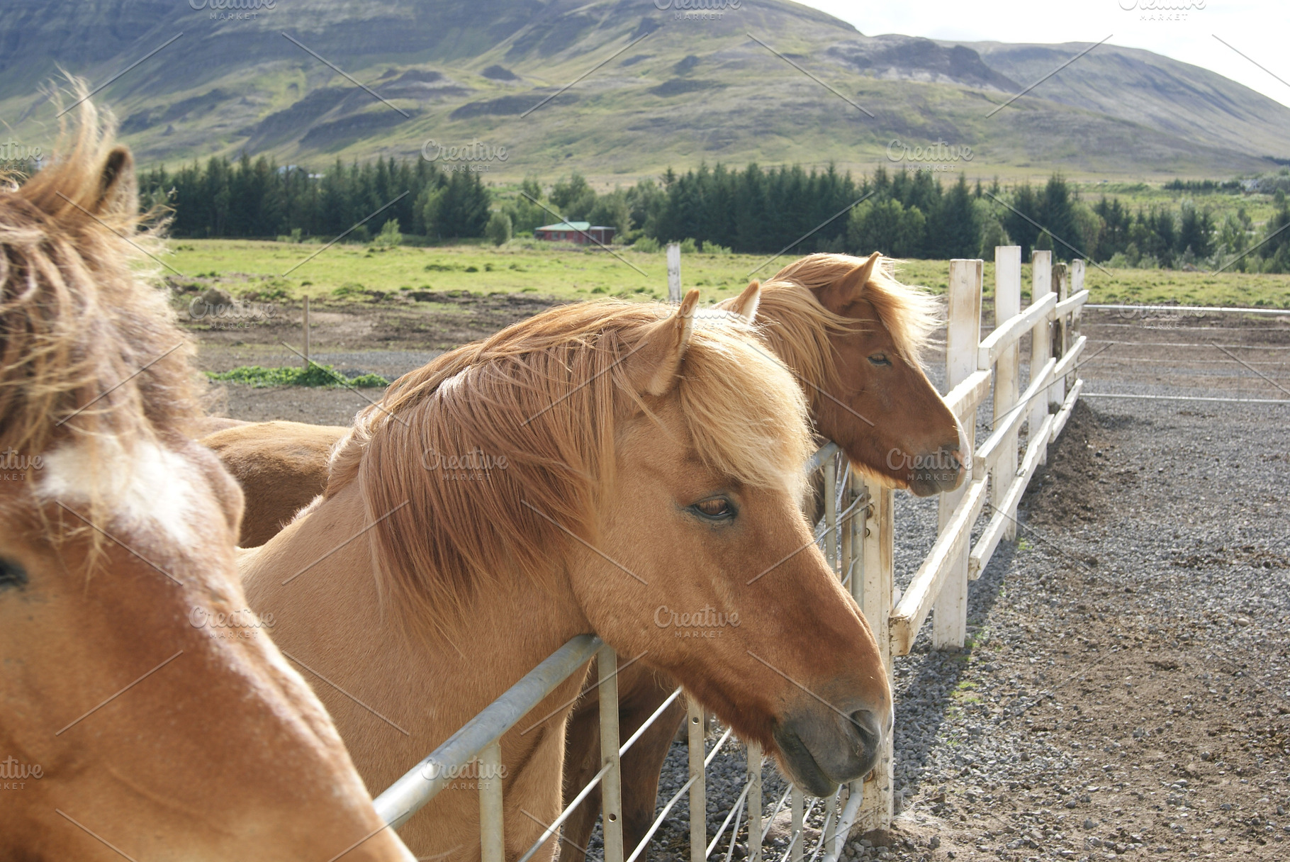 Icelandic Horses Close Up
