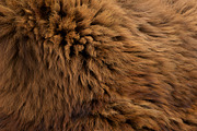 Collection of 38 fur pillows, an Object 3D Model by 3dmitruk (Thumbnail 65 of 112)