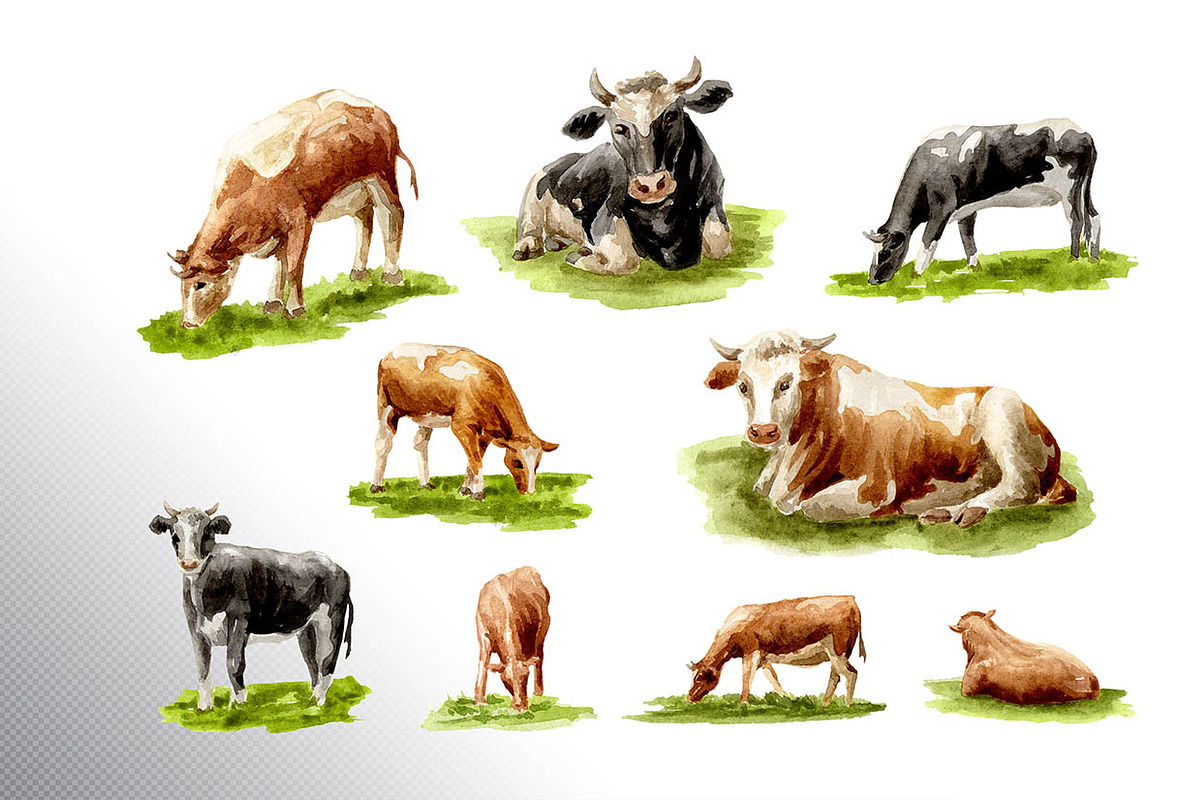 Dairy Farm. Watercolor collection, an Animal Illustration by Daria Ustiugova (Photo 9 of 11)