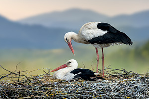 White storks couple nesting, breeding new life, an Animal Photo by Byrdyak