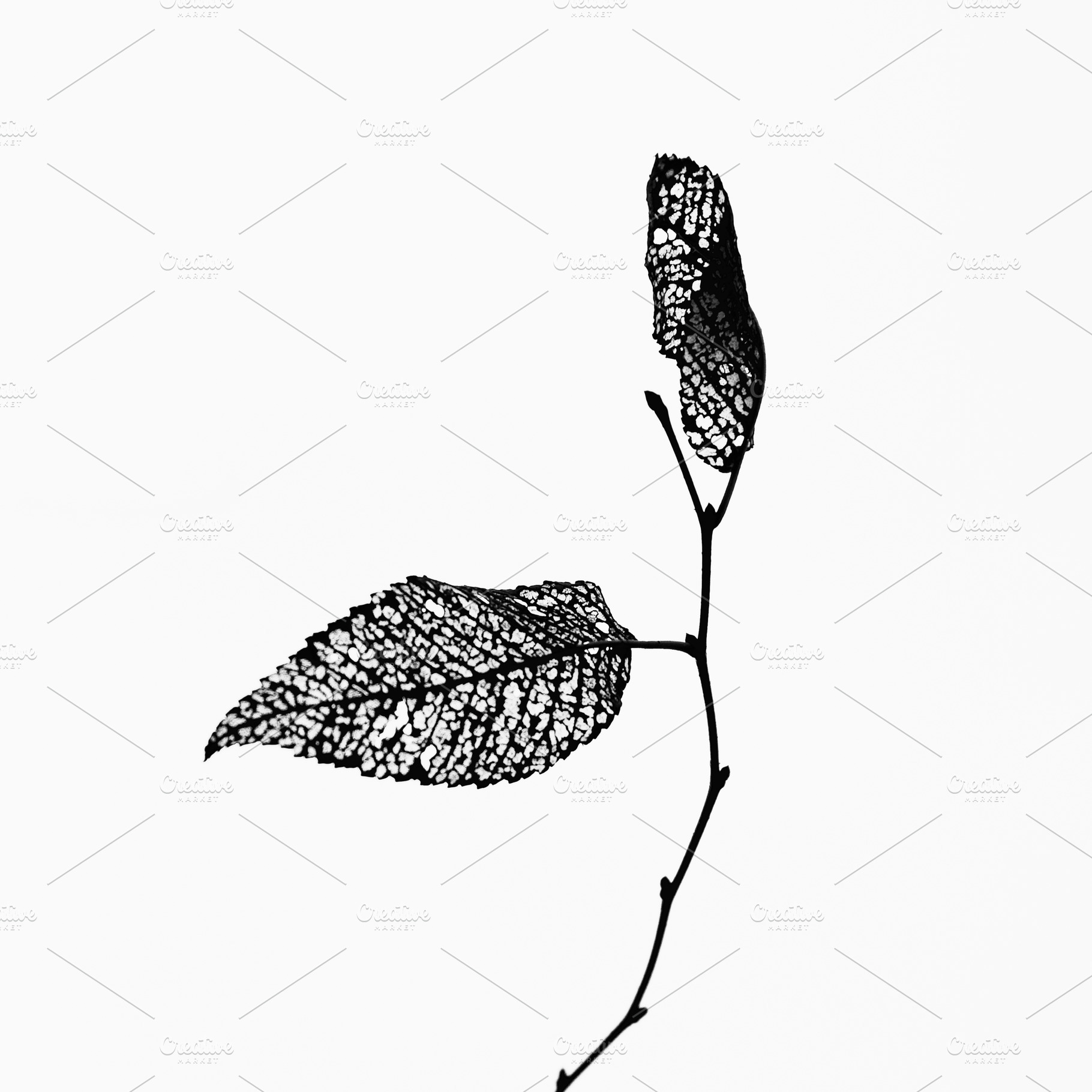 Dead leaves featuring abstract, aging, and ink, a Nature Photo by Geasuha