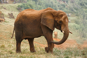 African Elephant in the Savannah Rai, an Animal Photo by Perpis