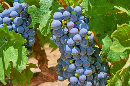 Home of South African wine, a Photo by Peopleimages.com
