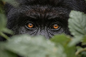 Mountain gorilla peering in jungle, a Photo by Virgo Studio