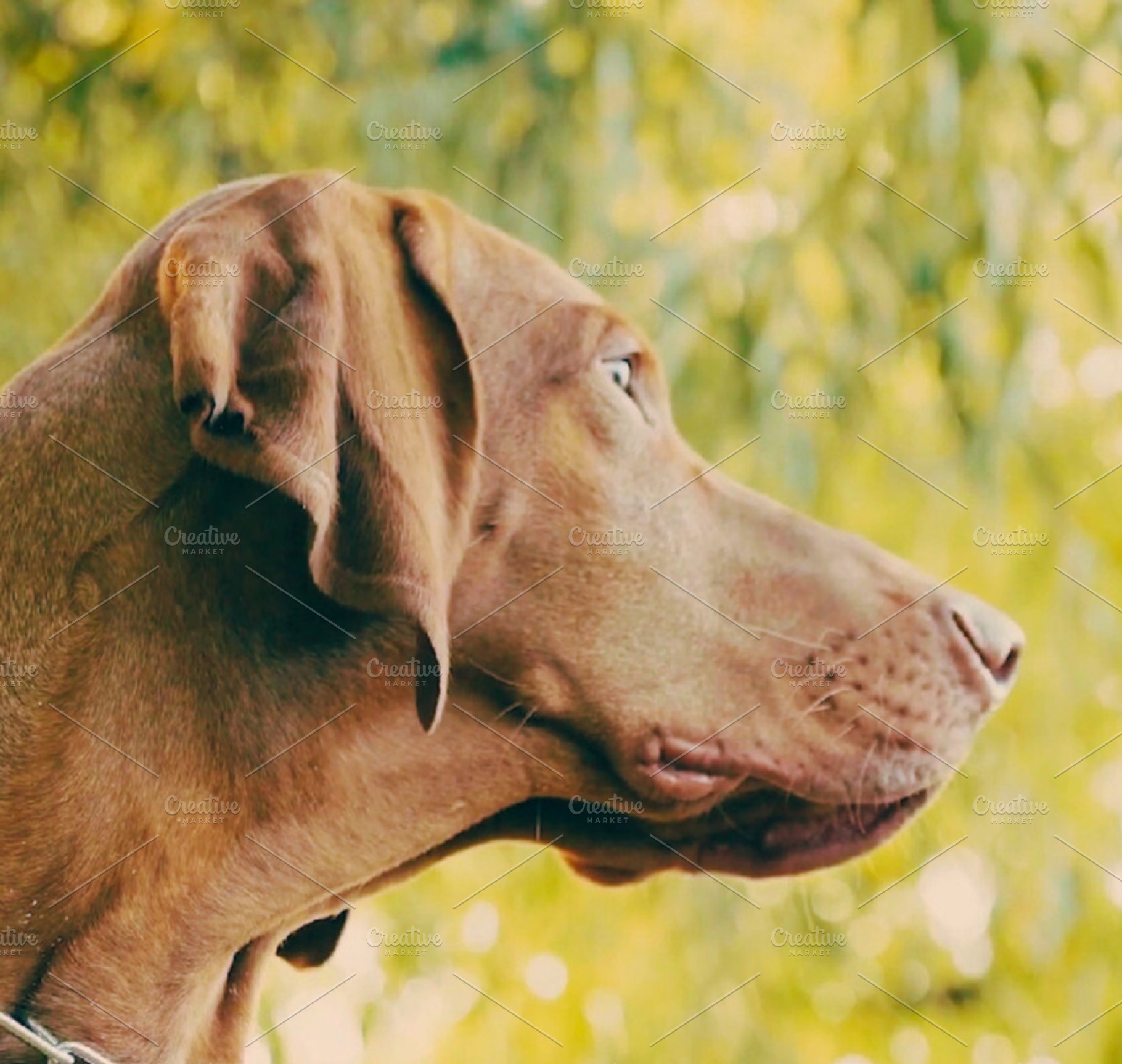 Amazing Viszla Dog photo, an Animal Photo by Fardosai Studio